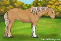 Horse Color:Palomino Tobiano 