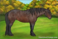 Horse Color:Bay  and Bay Appaloosa 