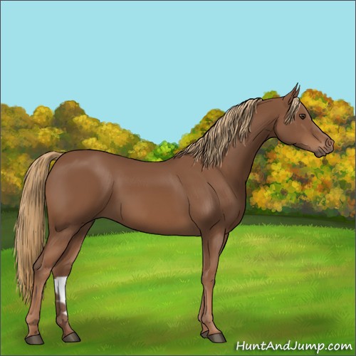 Horse Color:Chestnut 