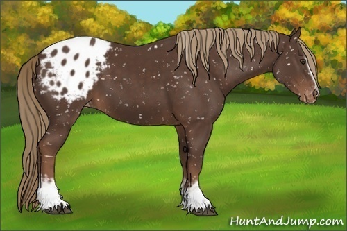 Horse Color:White Spotted Liver Chestnut Sabino Blanket