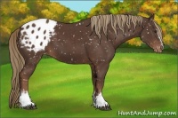 Horse Color:White Spotted Liver Chestnut Sabino Blanket 