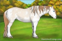 Horse Color:White Spotted Red Dun Roan Splash 