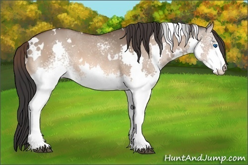 Horse Color:White Spotted Bay Dun Splash 