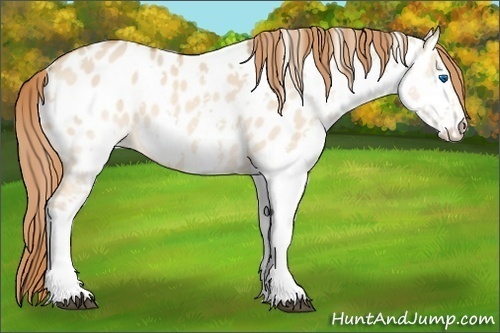 Horse Color:White Spotted Red Dun Sabino Splash Appaloosa 