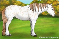 Horse Color:White Spotted Red Dun Sabino Splash Appaloosa 