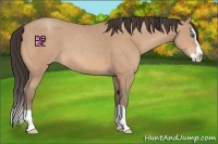 Horse Color:Amber Champagne Sabino Splash