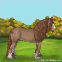 Horse Color:Chestnut Sabino