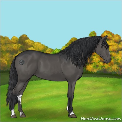 Horse Color:Black Sabino 