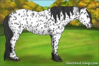 Horse Color:Blue Roan Near Leopard Rabicano 