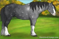 Horse Color:Black Sabino Splash