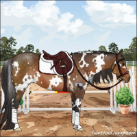 Horse Color:White Spotted Buckskin 