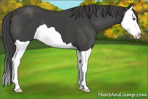 Horse Color:Smoky Black Splash