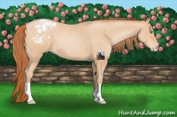Horse Color:Buckskin Pearl Varnish 