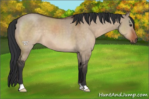 Horse Color:Brown Dun 
