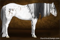 Horse Color:White Spotted Brown Ice Tobiano Appaloosa