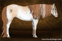 Horse Color:White Spotted Bay Pearl Dun