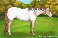 Horse Color:Smoky Blue Roan Pearl Appaloosa 