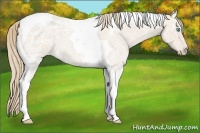 Horse Color:Smoky Creme Ice Roan Tobiano 