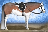 Horse Color:Brown Roan Splash 