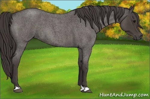Horse Color:Smoky Blue Roan 