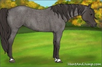 Horse Color:Smoky Blue Roan 
