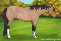 Horse Color:Bay Roan