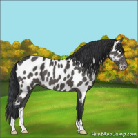 Horse Color:Black Near Leopard 