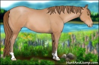 Horse Color:Bay Pearl 