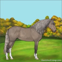 Horse Color:Silver Grullo 