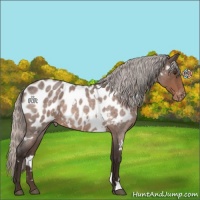 Horse Color:White Spotted Silver Brown Roan Appaloosa 