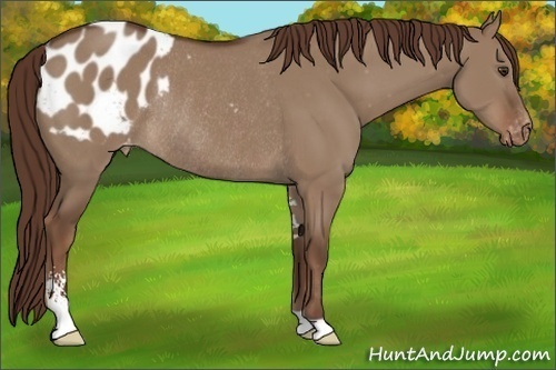Horse Color:Liver Red Dun Sabino Appaloosa Rabicano 