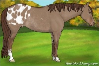 Horse Color:Liver Red Dun Sabino Appaloosa Rabicano 