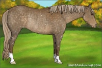 Horse Color:Chocolate Palomino Appaloosa Rabicano 