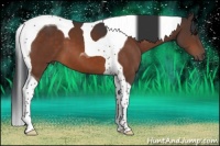 Horse Color:Bay Tobiano 