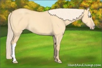 Horse Color:Gold Cream Champagne Dun 