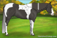 Horse Color:Smoky Black Splash Tobiano