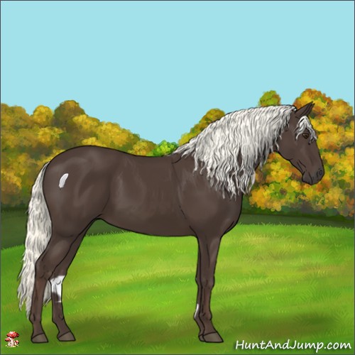 Horse Color:Liver Chestnut Mushroom 