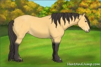 Horse Color:Buckskin 