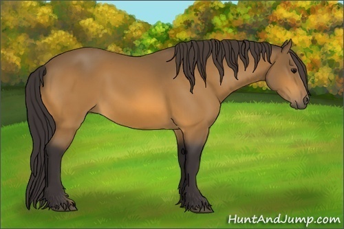 Horse Color:Buckskin 