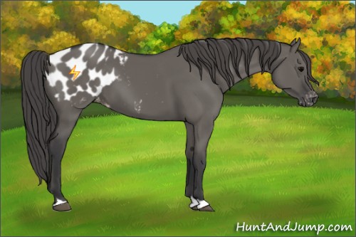 Horse Color:Grullo Appaloosa 