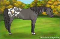 Horse Color:Grullo Appaloosa 