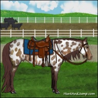 Horse Color:Chocolate Buckskin Sabino Appaloosa 