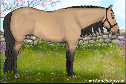 Horse Color:Bay Dun 