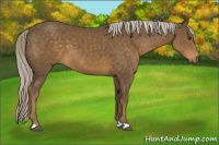 Horse Color:Chocolate Palomino 