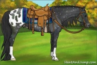 Horse Color:Black Appaloosa
