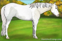Horse Color:Silver Sable Champagne Ice Dun Splash Tobiano 