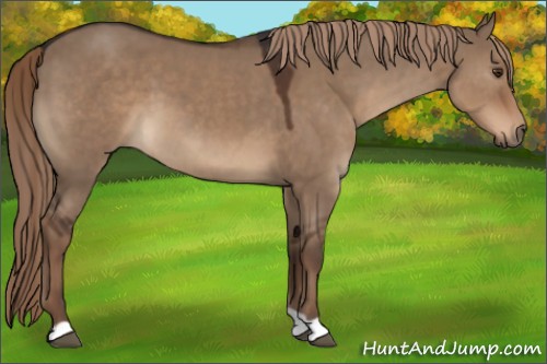 Horse Color:Liver Red Dun