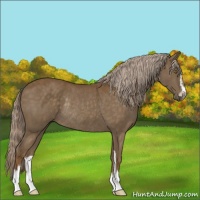 Horse Color:Chocolate Palomino Sabino Rabicano 