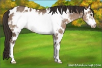 Horse Color:Liver Red Dun Sabino Frame Appaloosa 