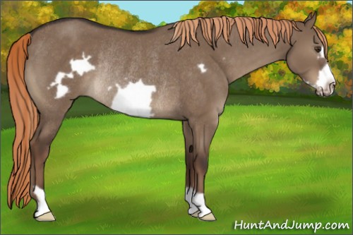 Horse Color:Liver Red Dun Frame Rabicano